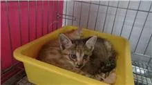 混種貓