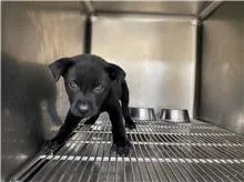 混種犬
