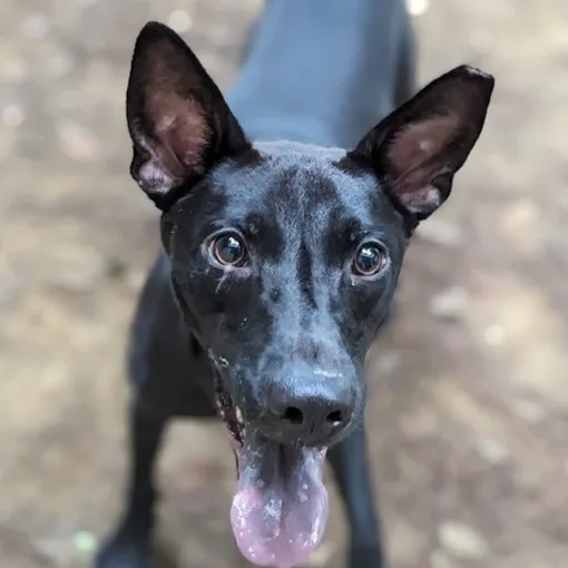 混種犬