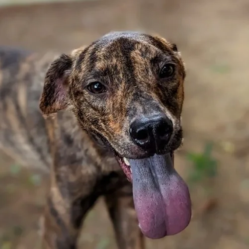 混種犬