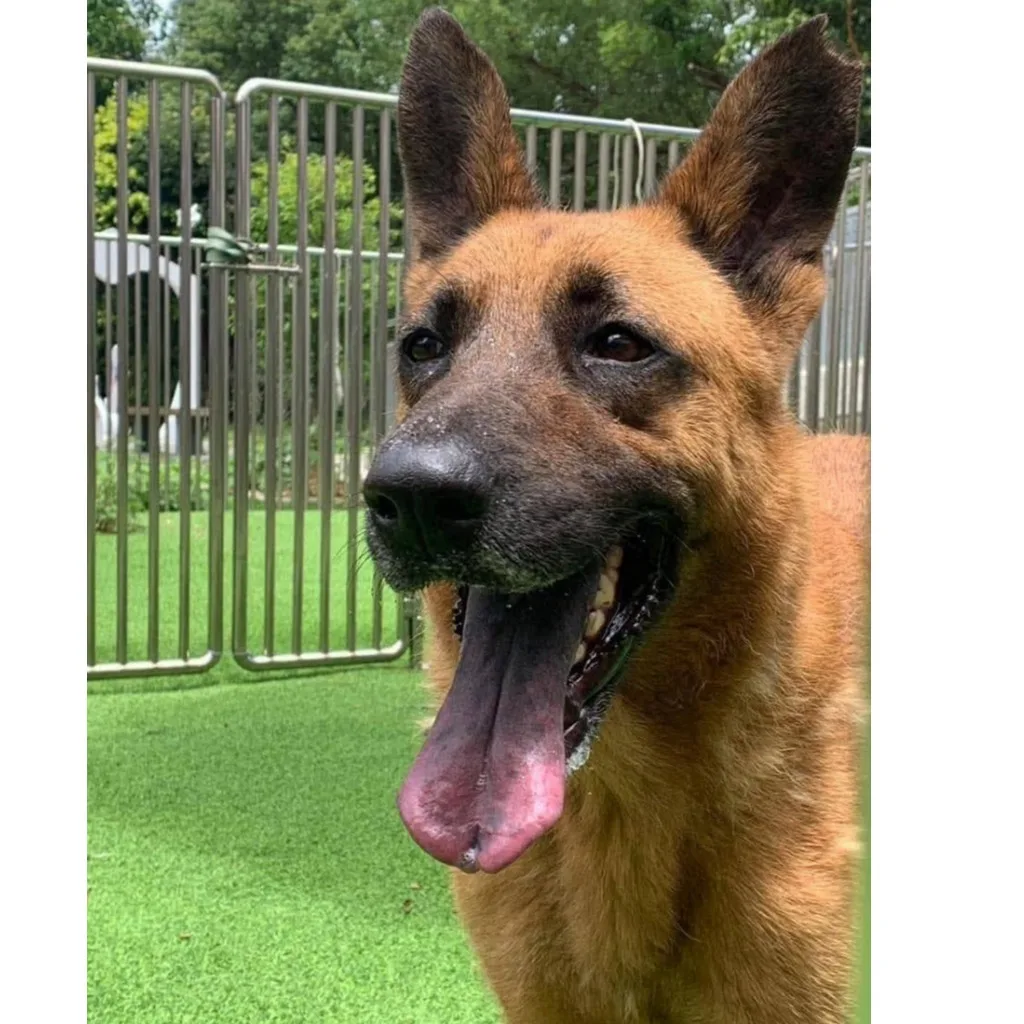 混種犬