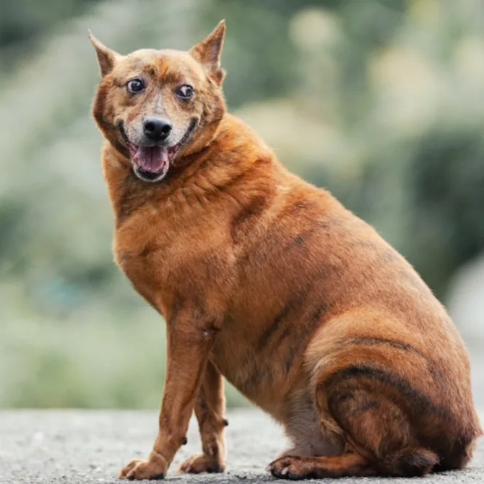 混種犬