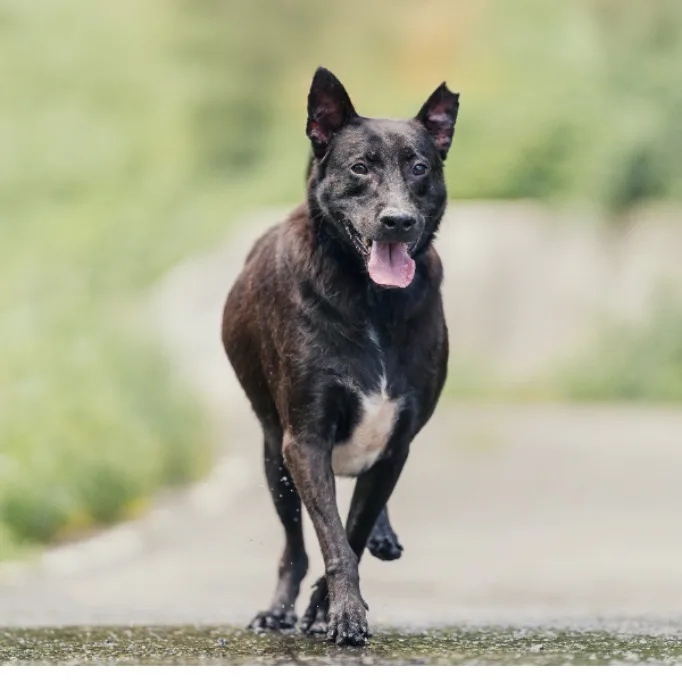 混種犬