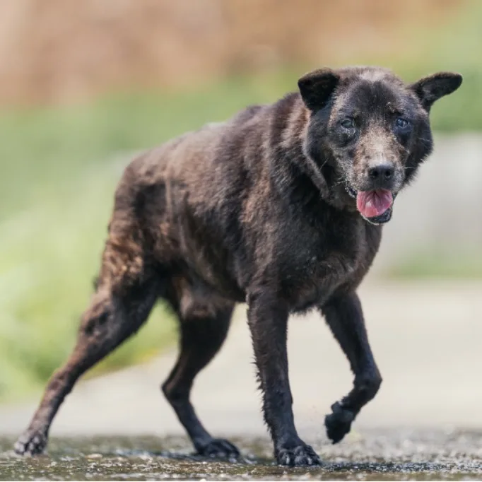 混種犬