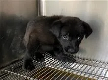 混種犬