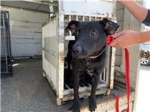 混種犬
