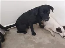 混種犬