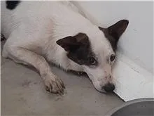 混種犬