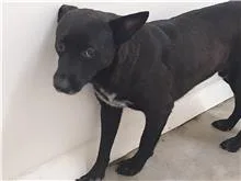 混種犬