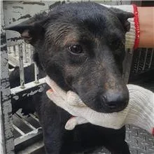 混種犬
