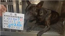 混種犬