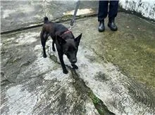 混種犬