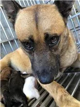 混種犬