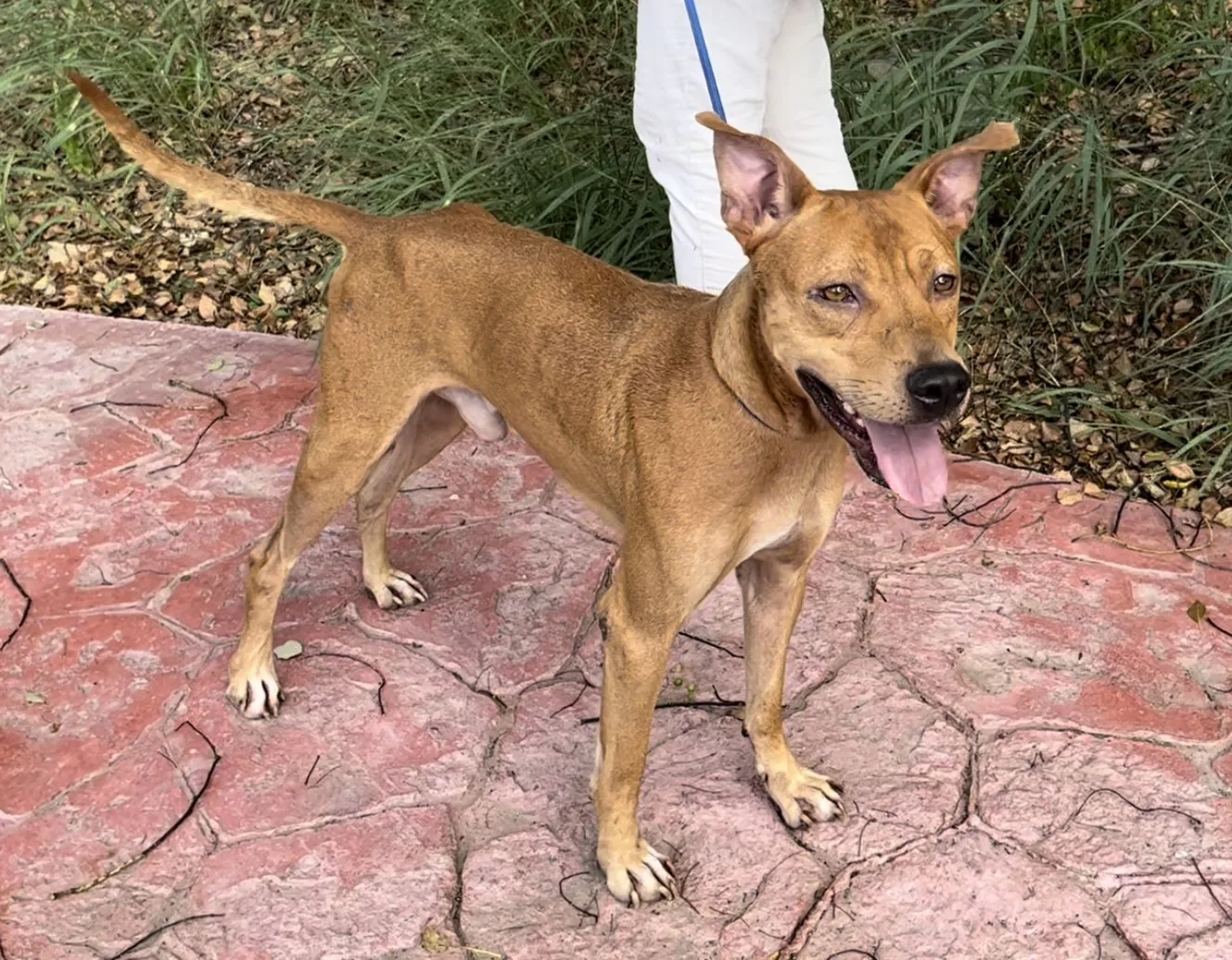 混種犬