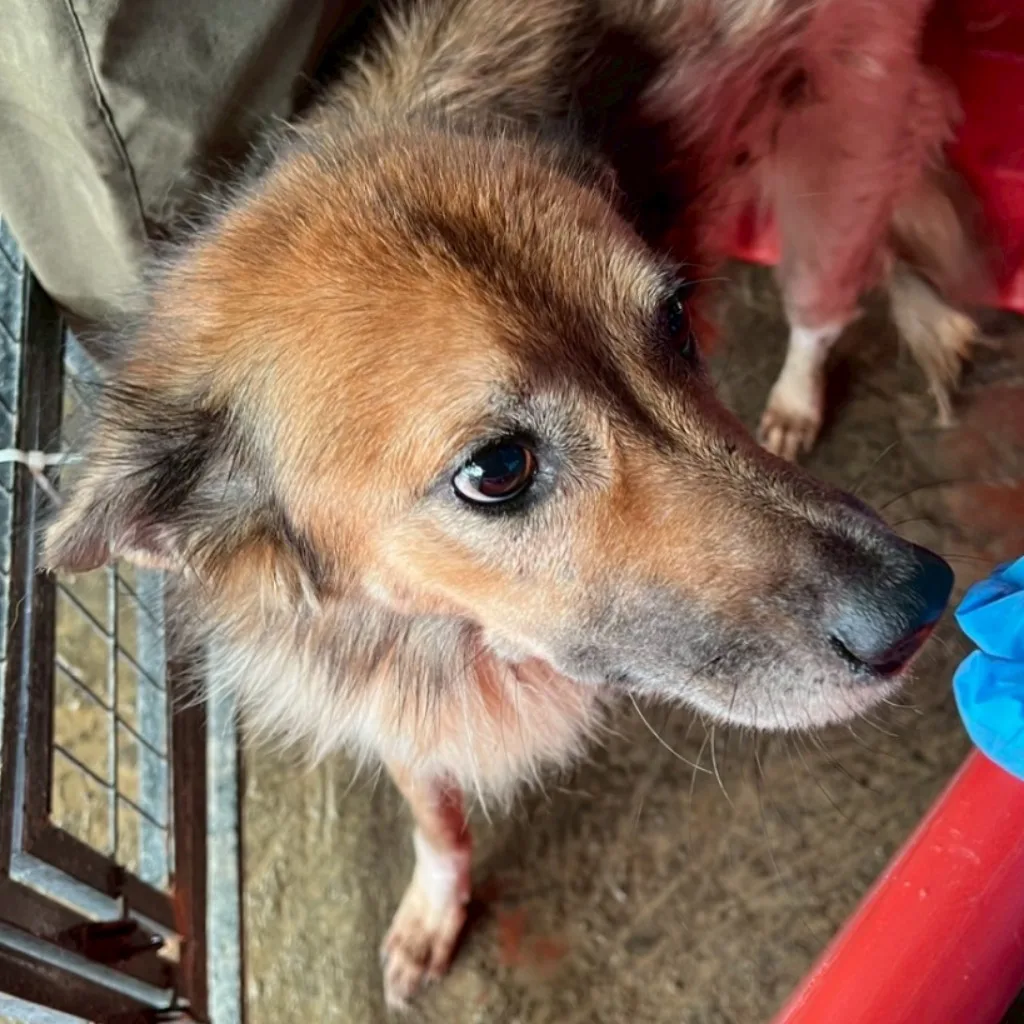 混種犬