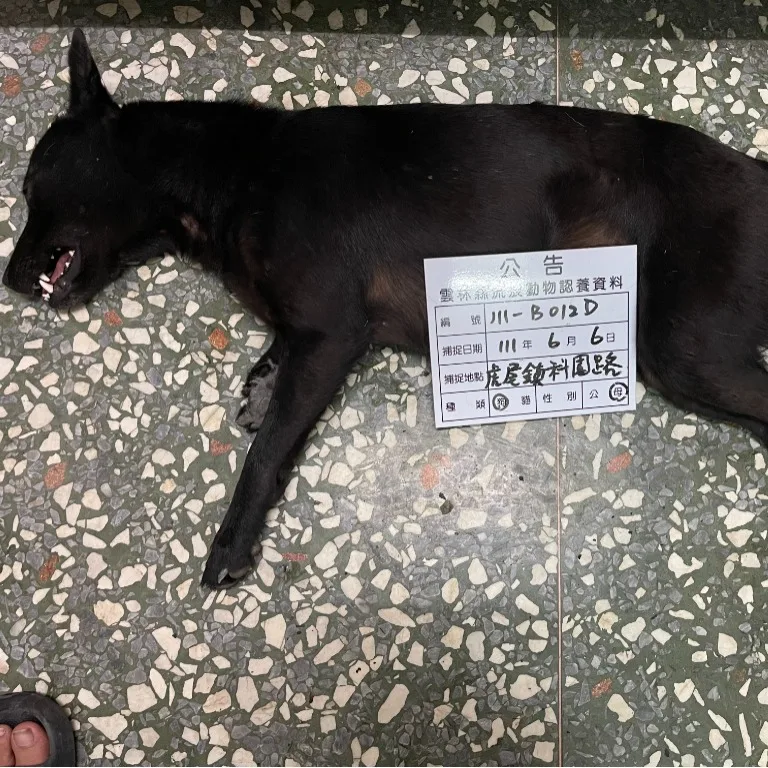 混種犬