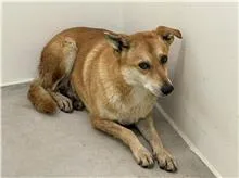 混種犬