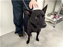 混種犬