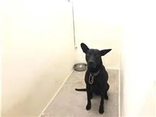 混種犬