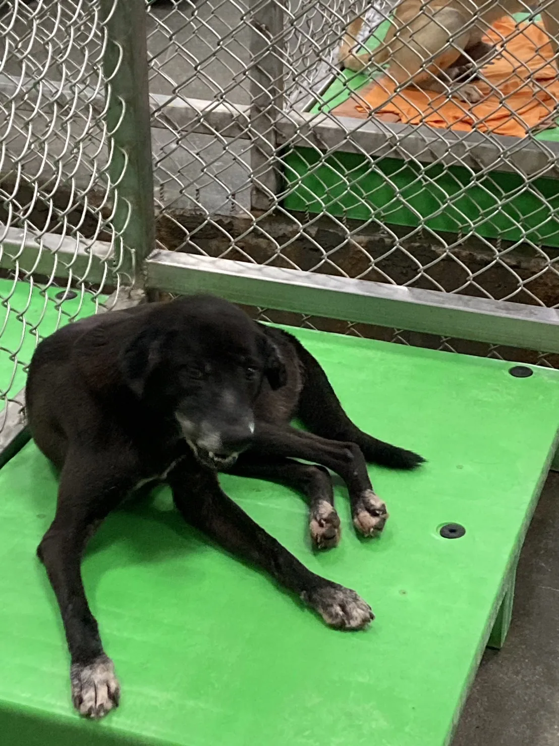 混種犬