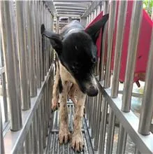 混種犬
