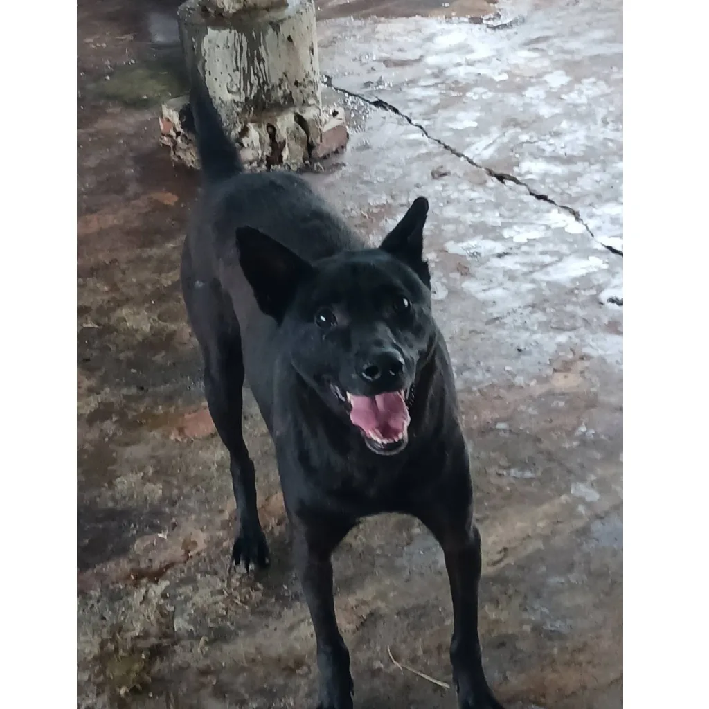 混種犬