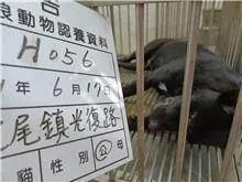 混種犬