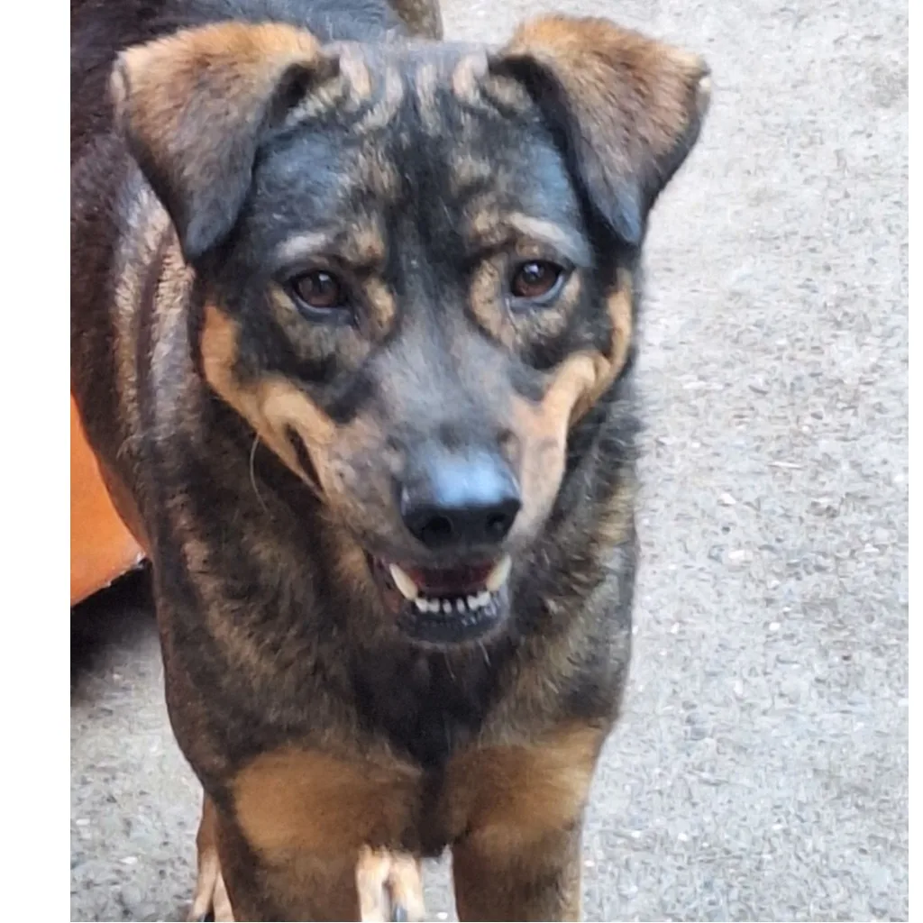 混種犬