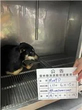 混種犬