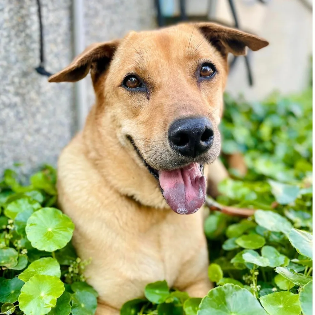 混種犬