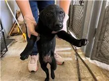 混種犬
