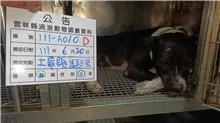 混種犬