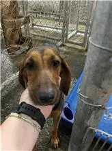 混種犬
