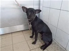 混種犬