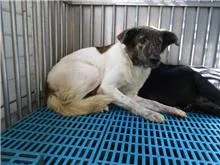 混種犬