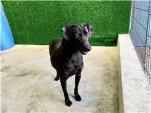 混種犬