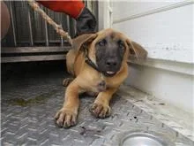 混種犬
