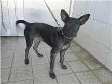 混種犬