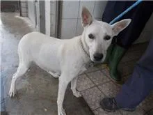 混種犬