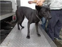 混種犬