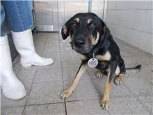 混種犬