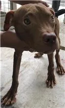 混種犬