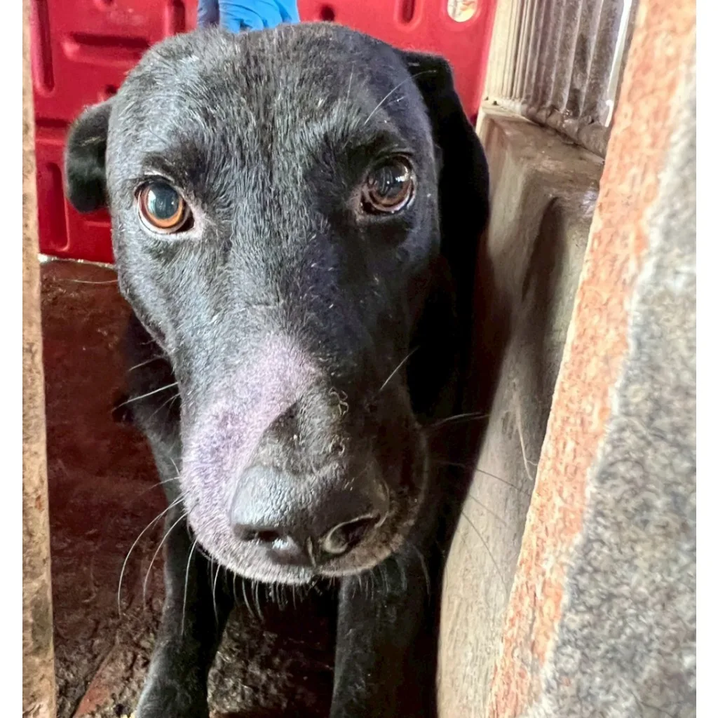 混種犬