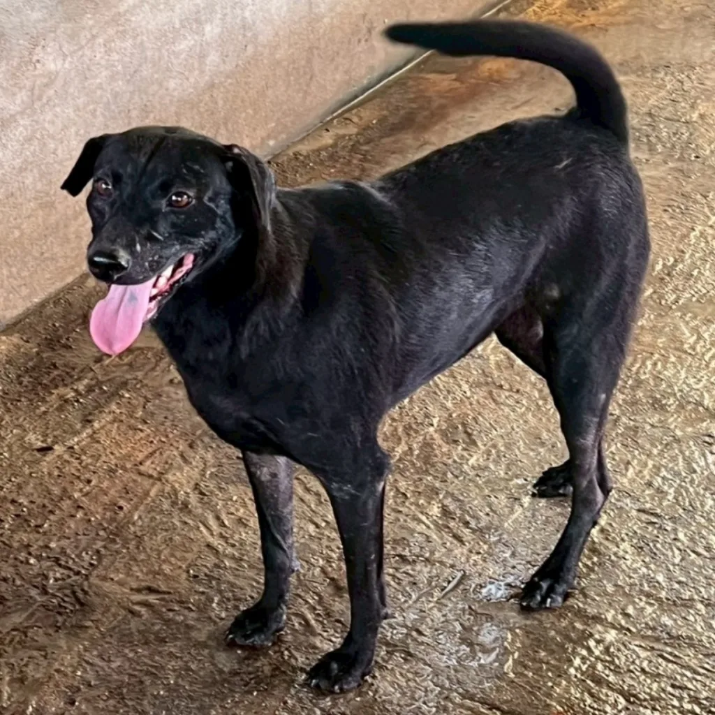 混種犬