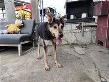 混種犬