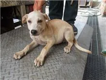 混種犬