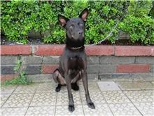 混種犬