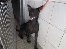 混種犬
