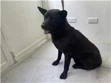 混種犬