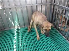 混種犬